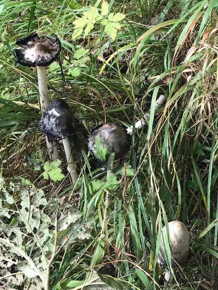 mushroomimage